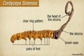featured image thumbnail for post Cordyceps - Medicinal Benefits, Dosage and Precautions