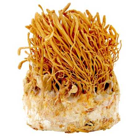 Cordyceps Benefits - MycoForest