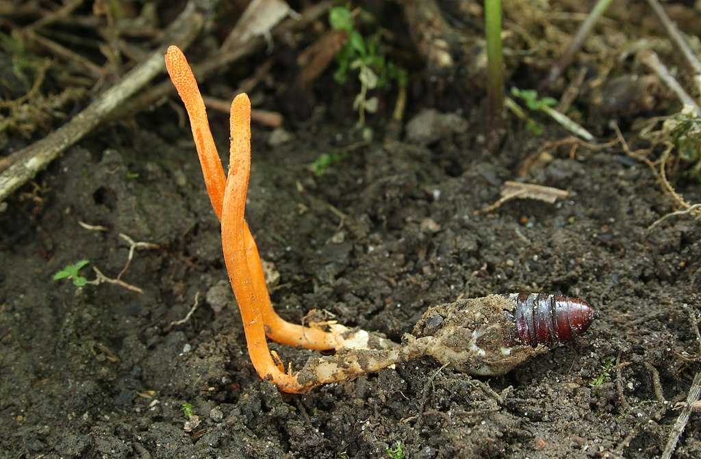 Cordyceps Militaris vs Sinensis by Mycoforest