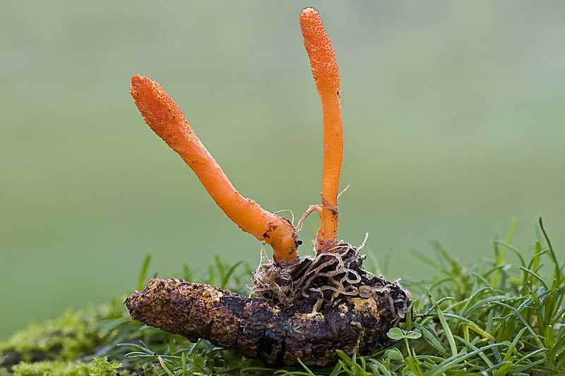 Cordyceps Mushroom