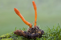 featured image thumbnail for post 8 Benefits of Cordyceps That Will Make You Include Cordyceps in Your Daily Lifestyle