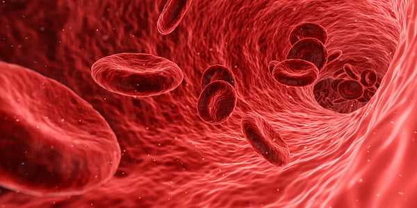 regulate blood sugar mycoforest