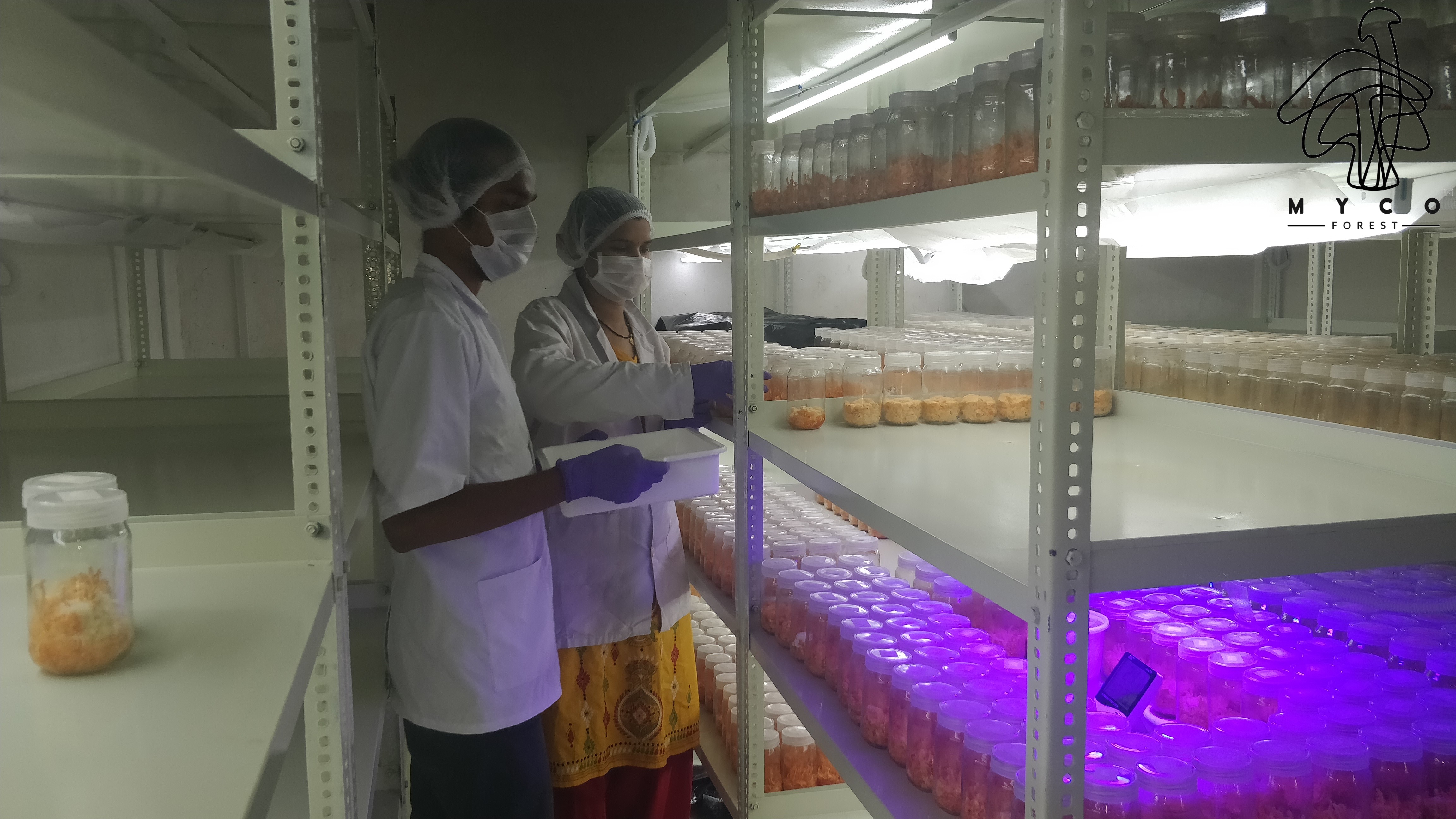 Cordyceps Mushroom Production Cultivation Training India cordyceps-mushroom-production-cultivation-training-india
